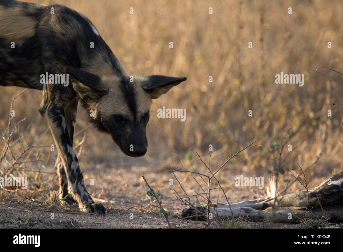 African wild dogs, Kruger National Park, South Africa Stock Photo
