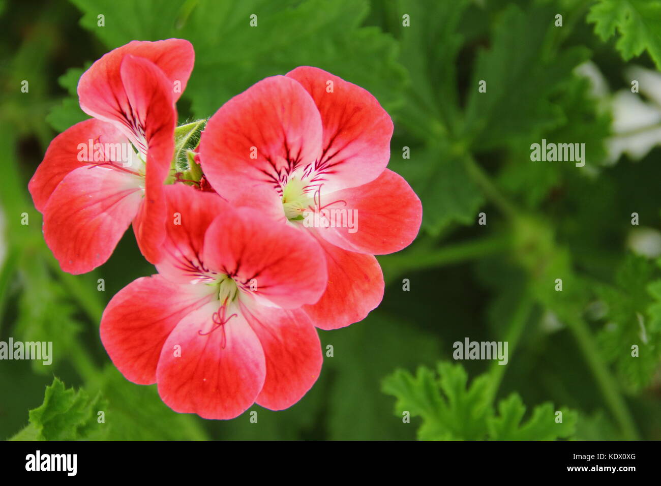 Pelargonium 'Madame Nonin', an aromatic plant sometimes called scented geranium, in full bloom
