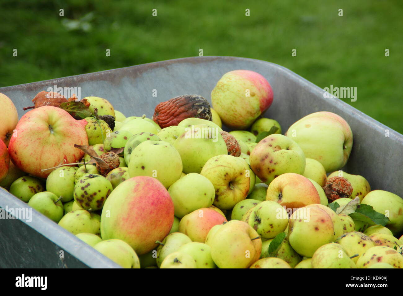Diseased apples suffering scab and brown rot (molinia laxa) gathered into a wheelbarrow for disposal to discourage fungal spread in an English orchard Stock Photo