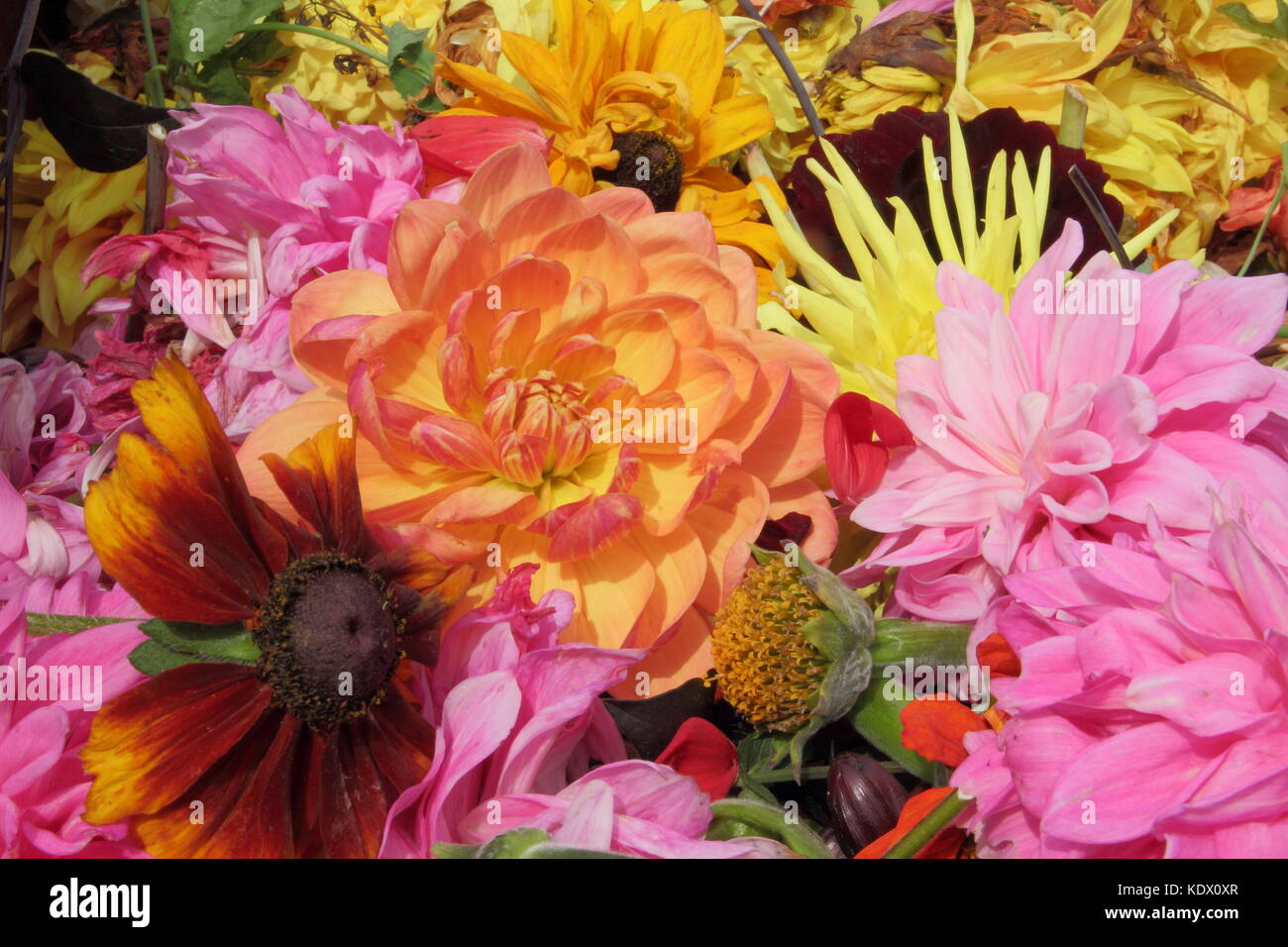 Dahlia blooms hi-res stock photography and images - Alamy