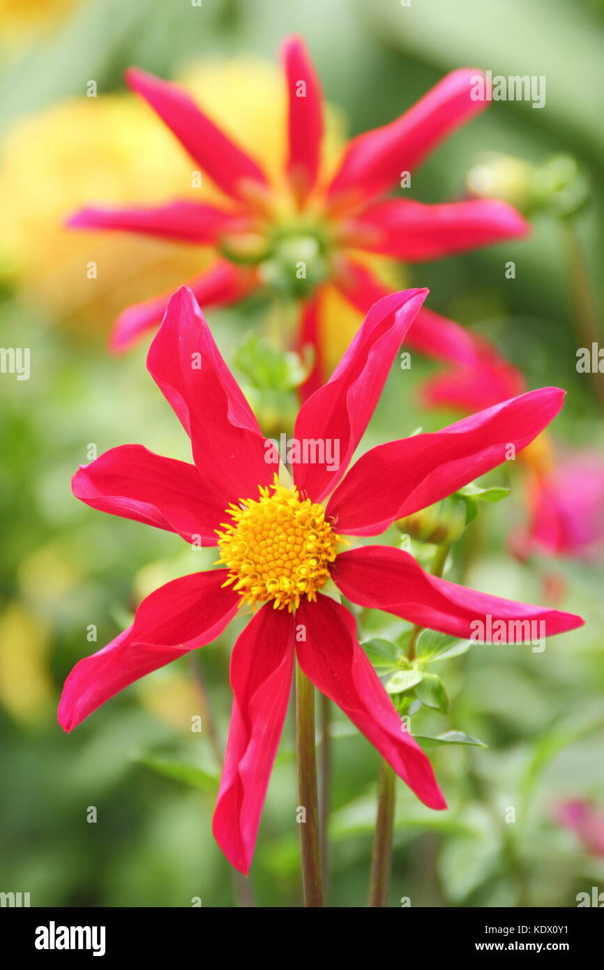 Dahlia Honka Red, an orchid style dahlia, in full bloom in the border of an English garden in late summer, UK Stock Photo