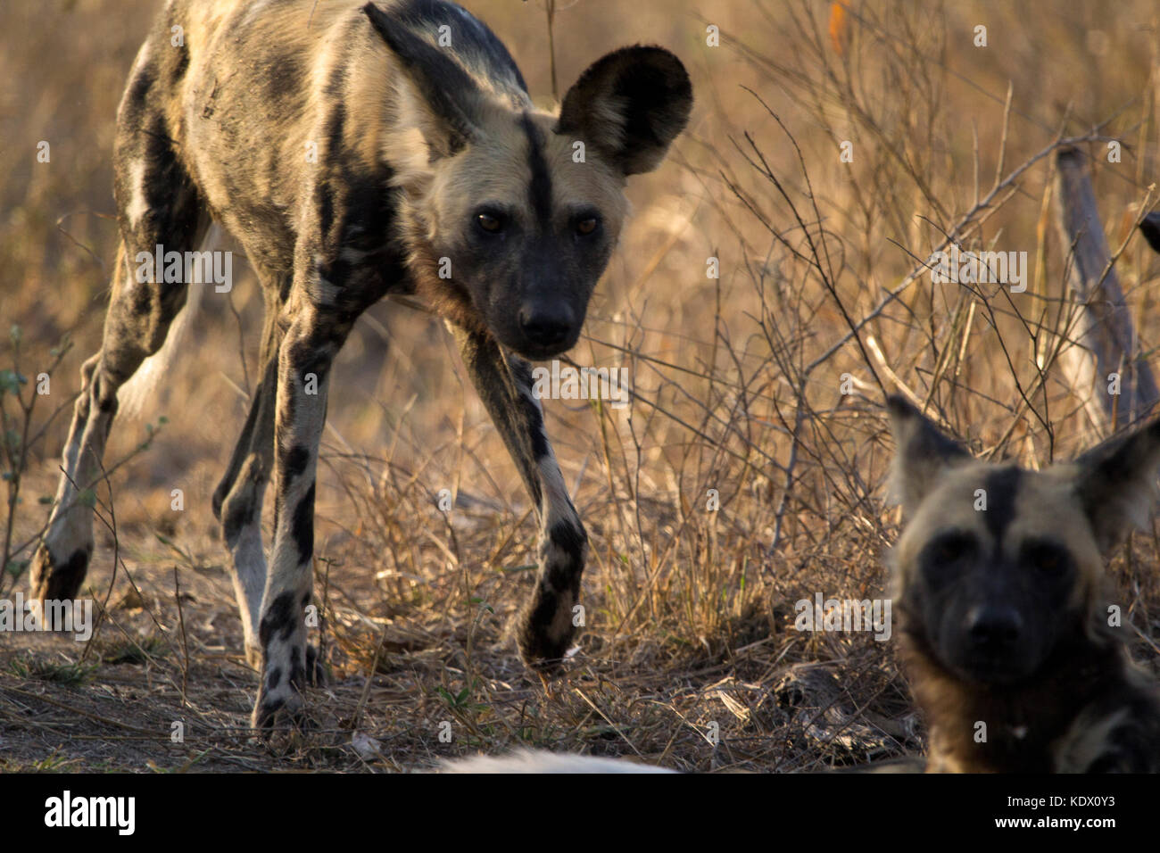 African wild dogs, Kruger National Park, South Africa Stock Photo