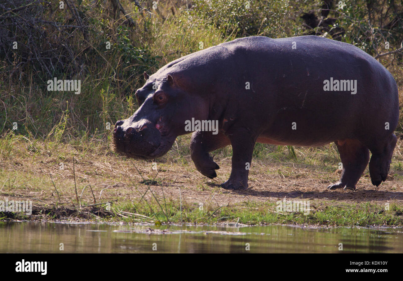 Hippo Walking Along River Bank, Kruger National Park, South Africa Stock Photo