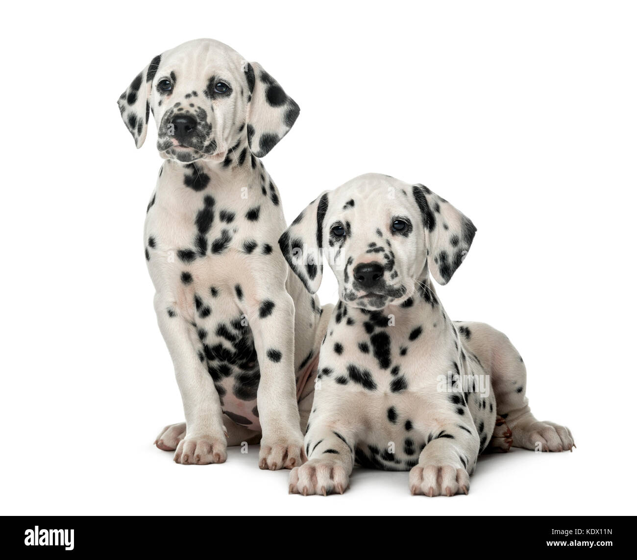 101 Дог Продажа Щенков