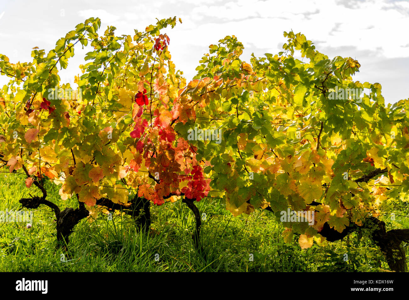 Vines in Arbois vineyard. Jura. Bourgogne-Franche-Comté.  France Stock Photo