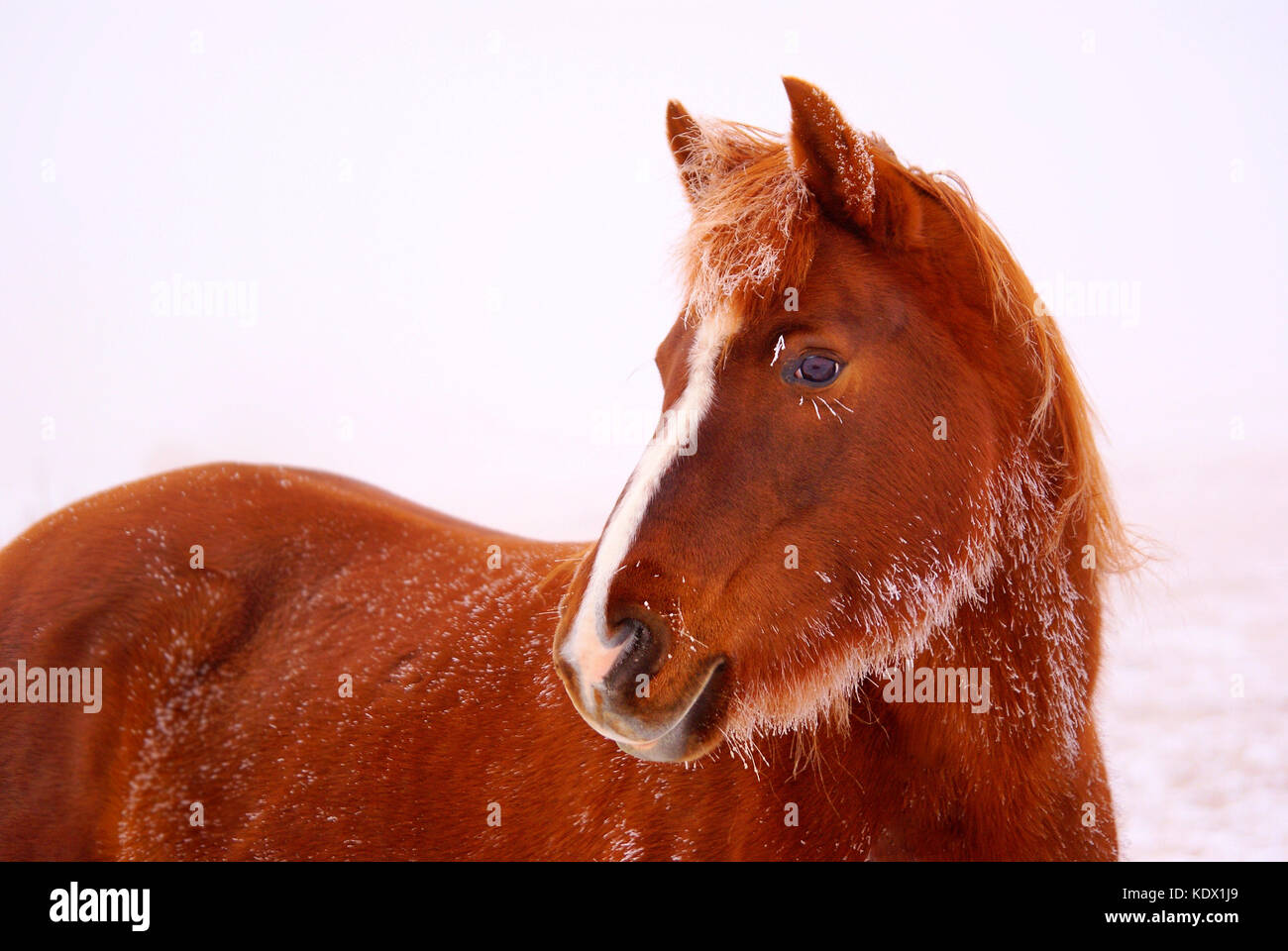 Single Horse with Frosty Hair Stock Photo