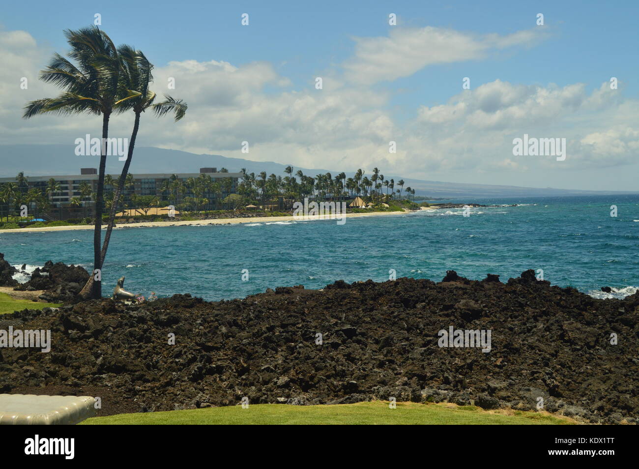 PALM IN HAWAII Stock Photo
