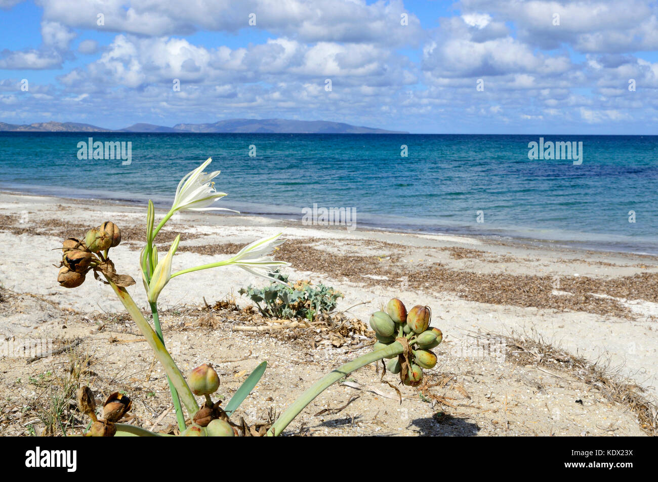 Sea Daffodill (Pancratium maritimum), Sea Daffodill in a dune, Ezzi Mannu, Srdinia, Stock Photo