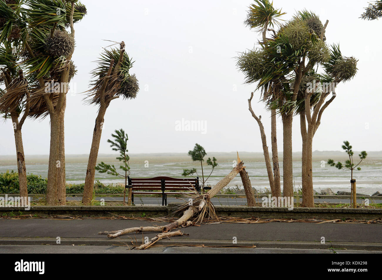 A fallen tree branch on James Larkin Road Dublin Ireland as