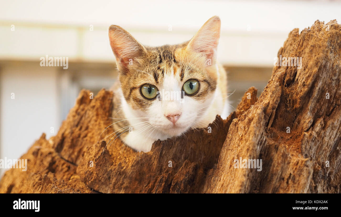 Cat on tree bark Stock Photo Alamy