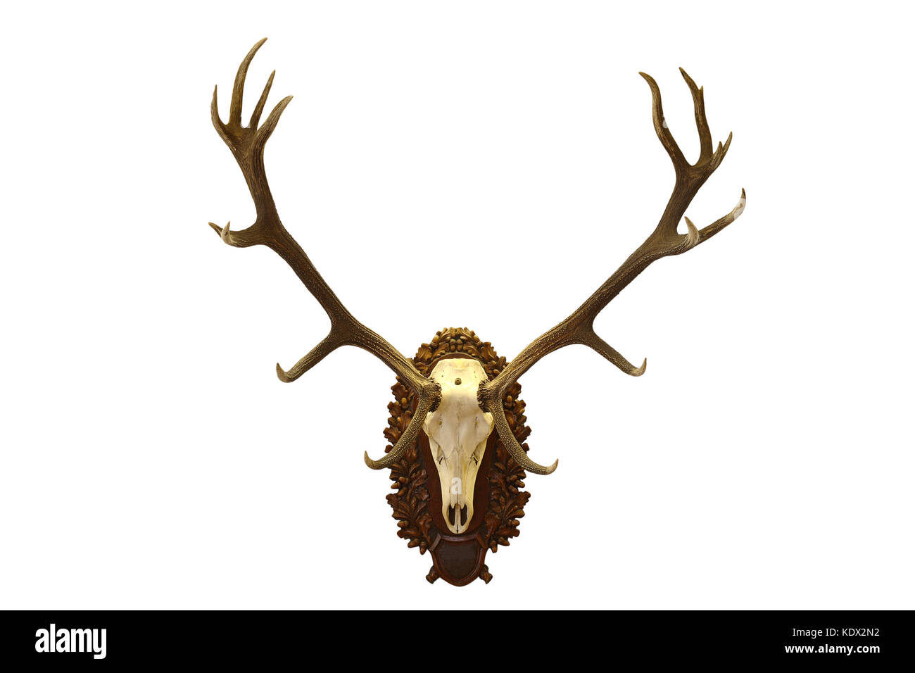 beautiful red deer  hunting trophy isolated over white background ( Cervus elaphus ) Stock Photo