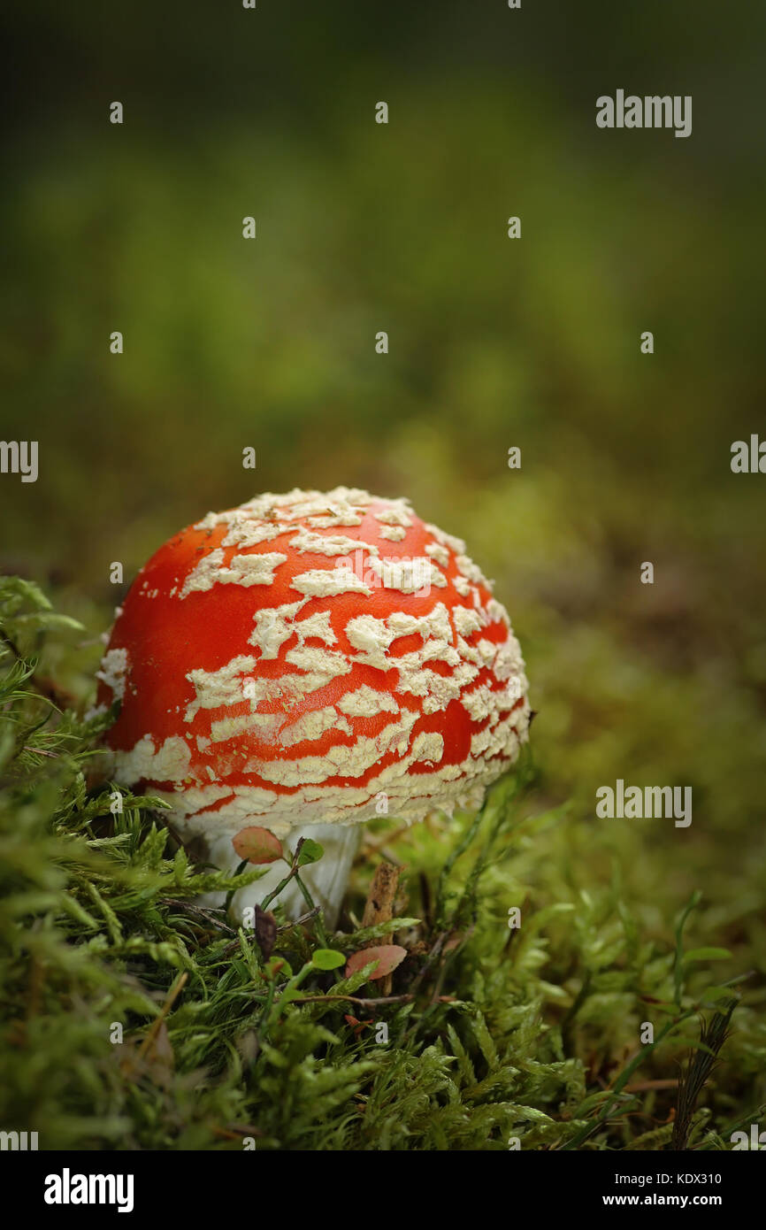 colorful fly agaric growing on moss in mountain woods ( Amanita muscaria ) Stock Photo