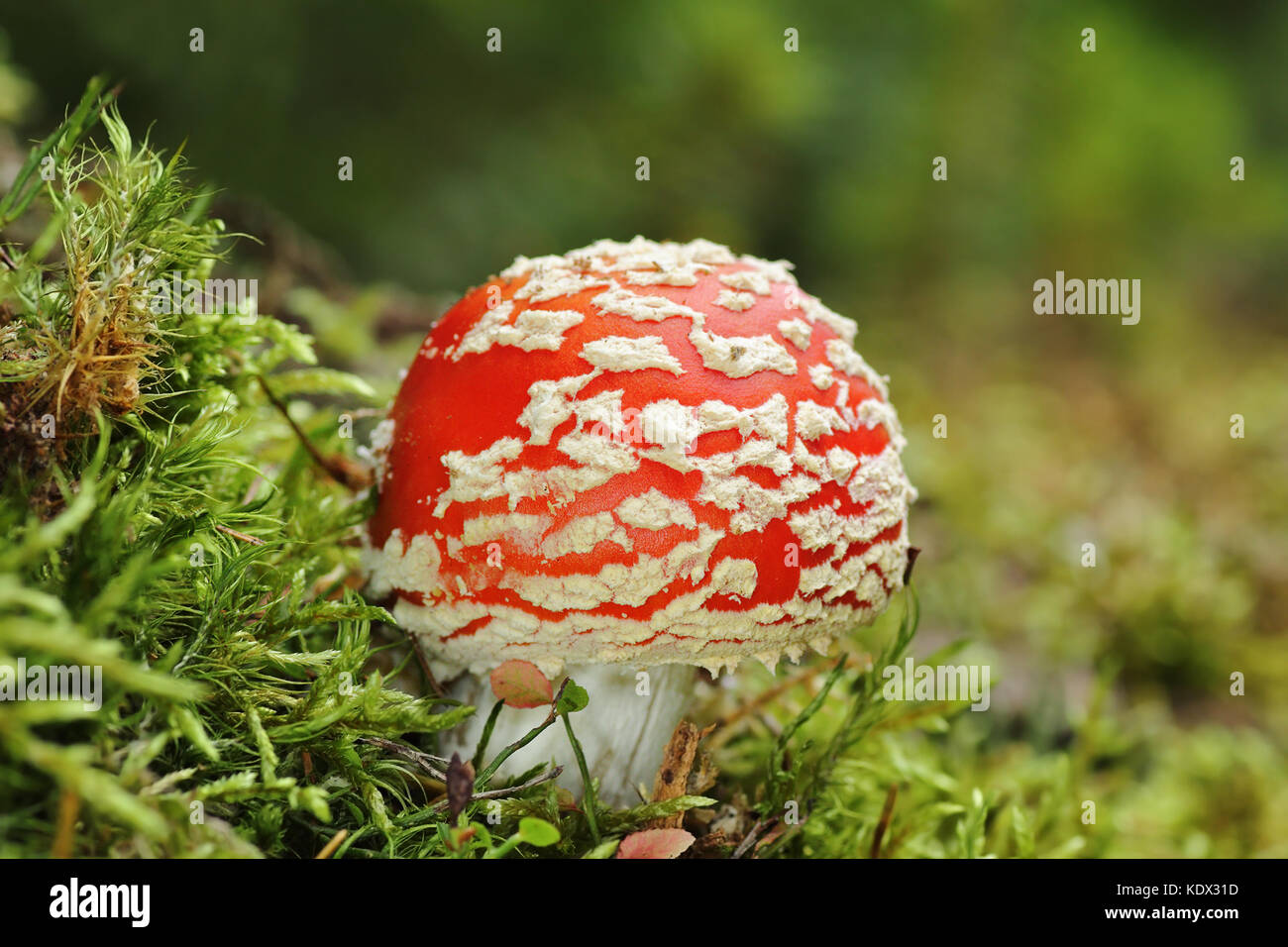 colorful fly agaric, toxic mushroom growing on moss ( Amanita muscaria ) Stock Photo