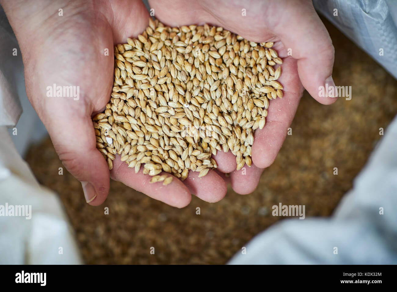Robinsons Brewery in Stockport brew the first production of LionHeart for Brookfield Brewery  Malt Cereal grain Stock Photo