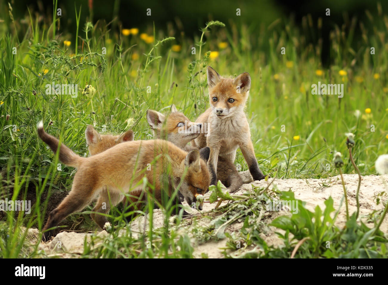 cute fox brothers playing the burrow ( Vulpes ) Stock Photo