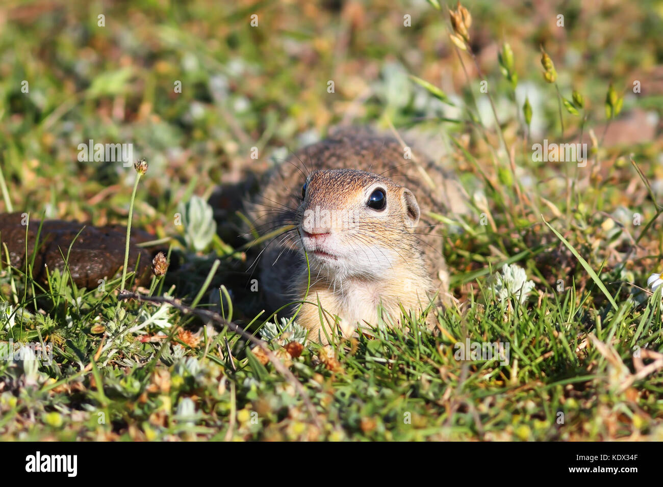 european ground squirrel looking at the camera ( Spermophilus citellus ...