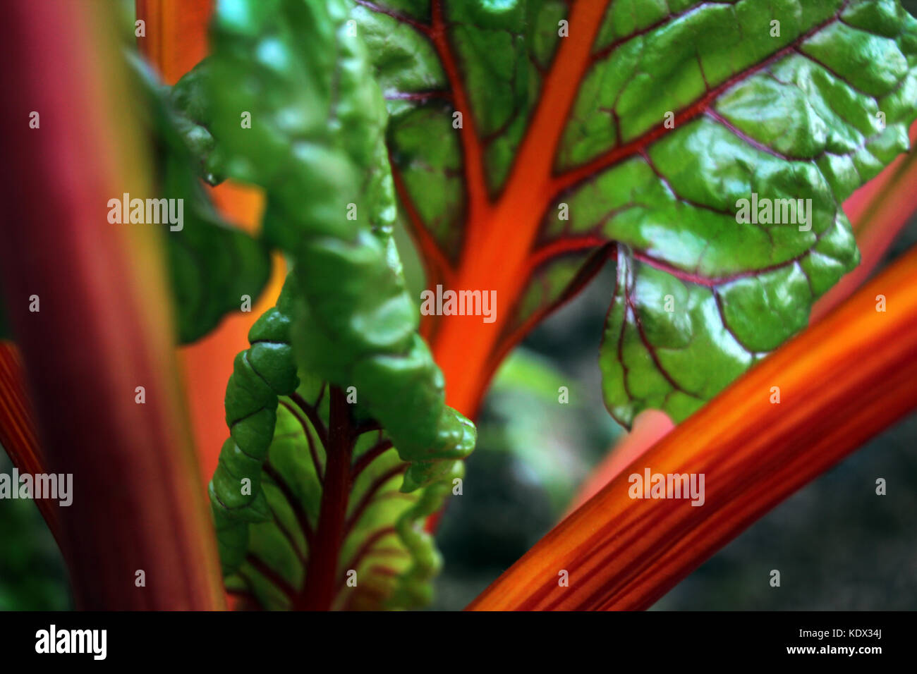 Swiss chard with red stalks and green leaves growing in a vegetable garden Stock Photo