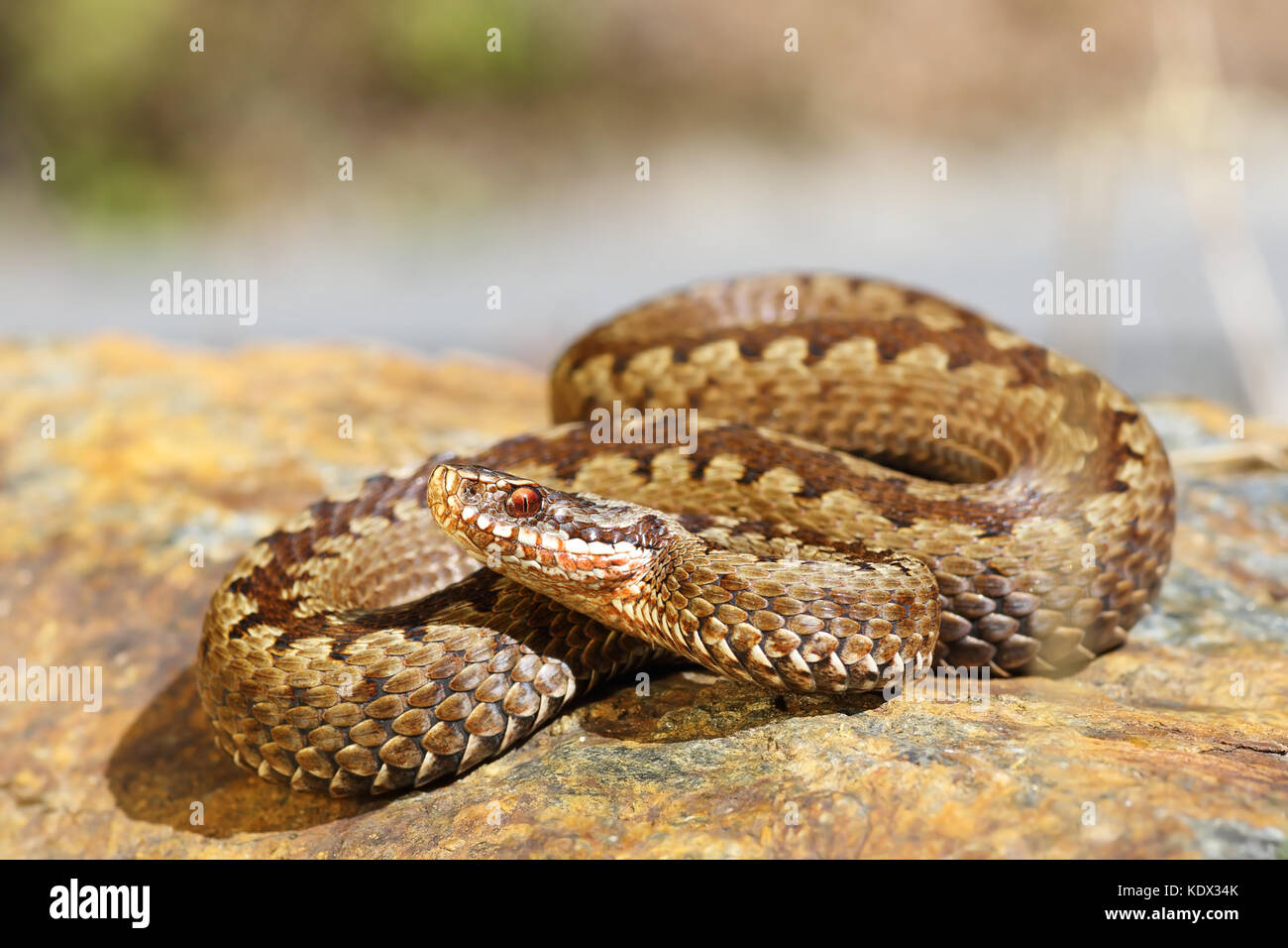 european toxic snake, common adder basking on a rock ( Vipera berus