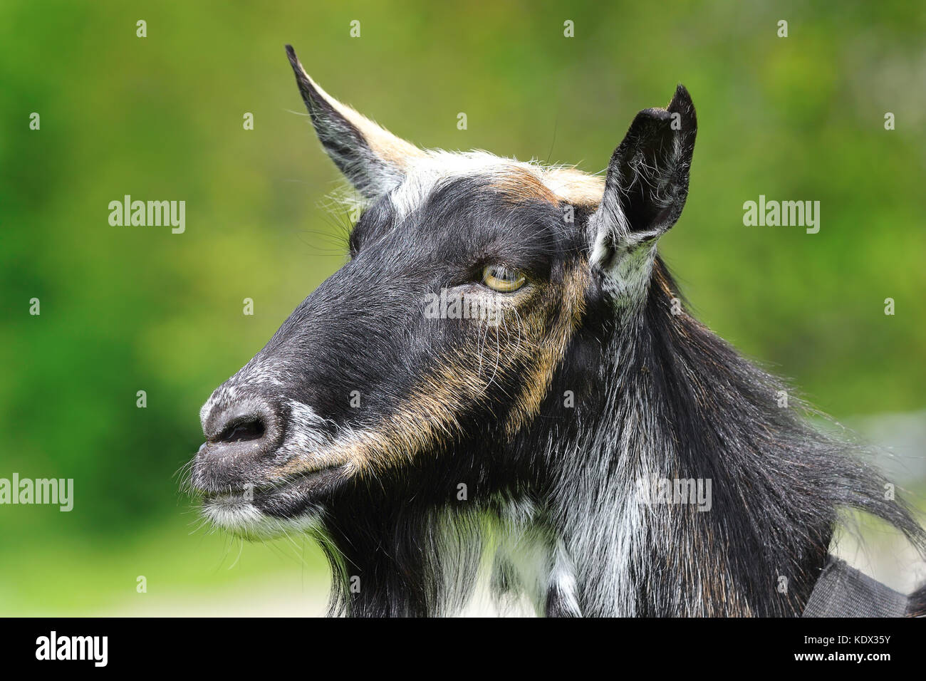 goat head closeup over green out of focus background Stock Photo