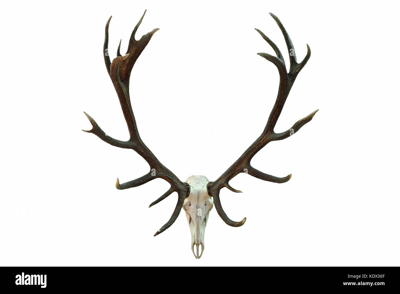 huge red deer skull with beautiful antlers, hunting trophy isolated over white background ( Cervus elaphus ) Stock Photo
