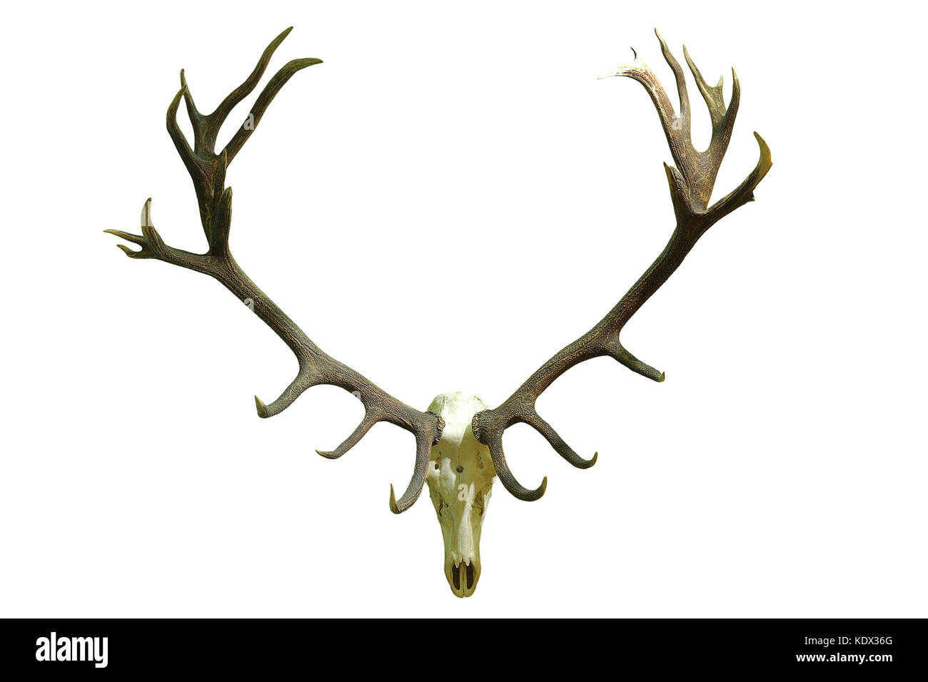 huge red deer skull with beautiful antlers isolated over white background, hunting trophy ( Cervus elaphus ) Stock Photo