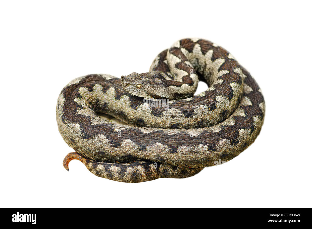 dangerous nose horned adder, one of the deadliest snakes in Europe, isolated over white background  ( Vipera ammodytes ) Stock Photo