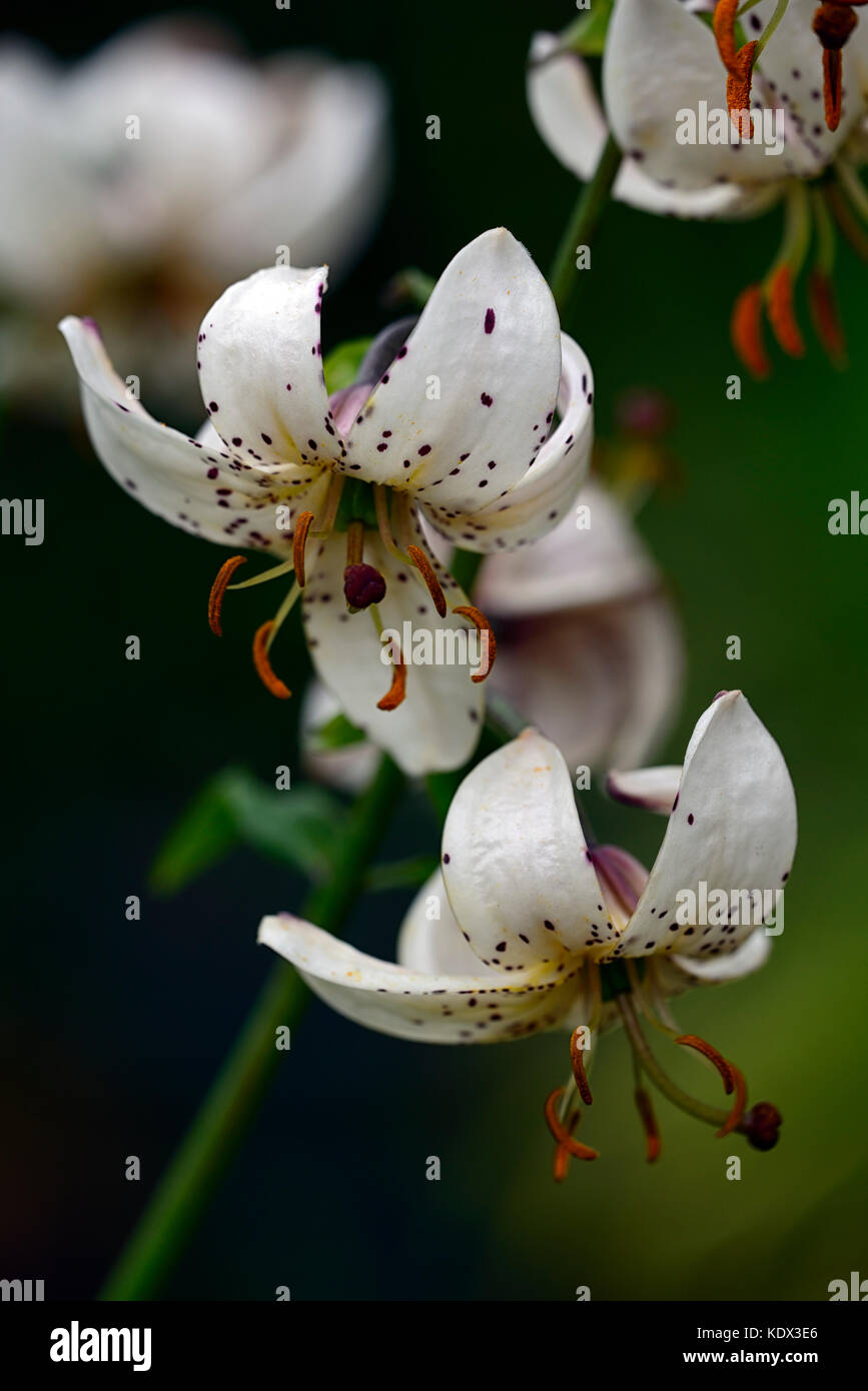 Martagon lily, Lilium Martagon Stargate, lily, lillies, white,purple, spots, spotted, speckled, flower, flowers ,perennial, summer ,shade, shady, turk Stock Photo