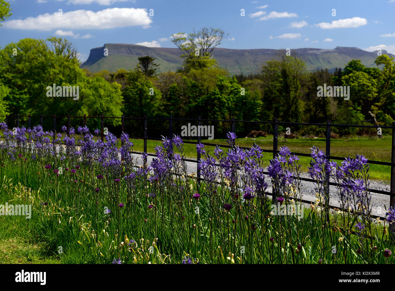 camassia leichtlinii caerulea, Benbulbin, Benbulben, Ben Bulben, Lissadell house, neo-classical Greek revivalist style, country house, Sligo, Yeat's c Stock Photo