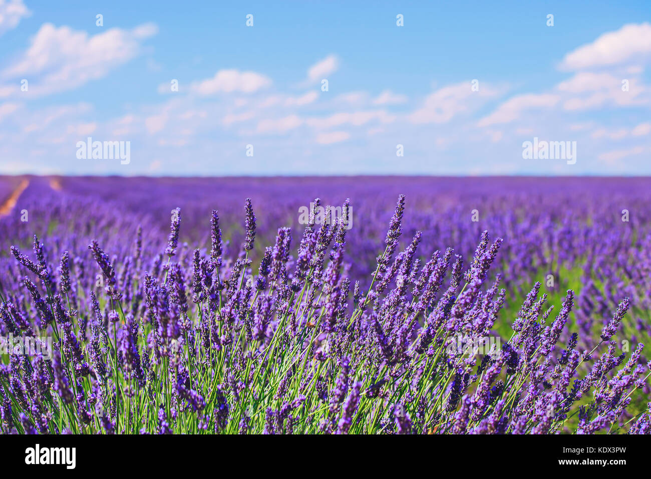 Lavender flower blooming scented fields in endless rows and a blue cloud sky. Landscape in Valensole plateau, Provence, France, Europe. Stock Photo
