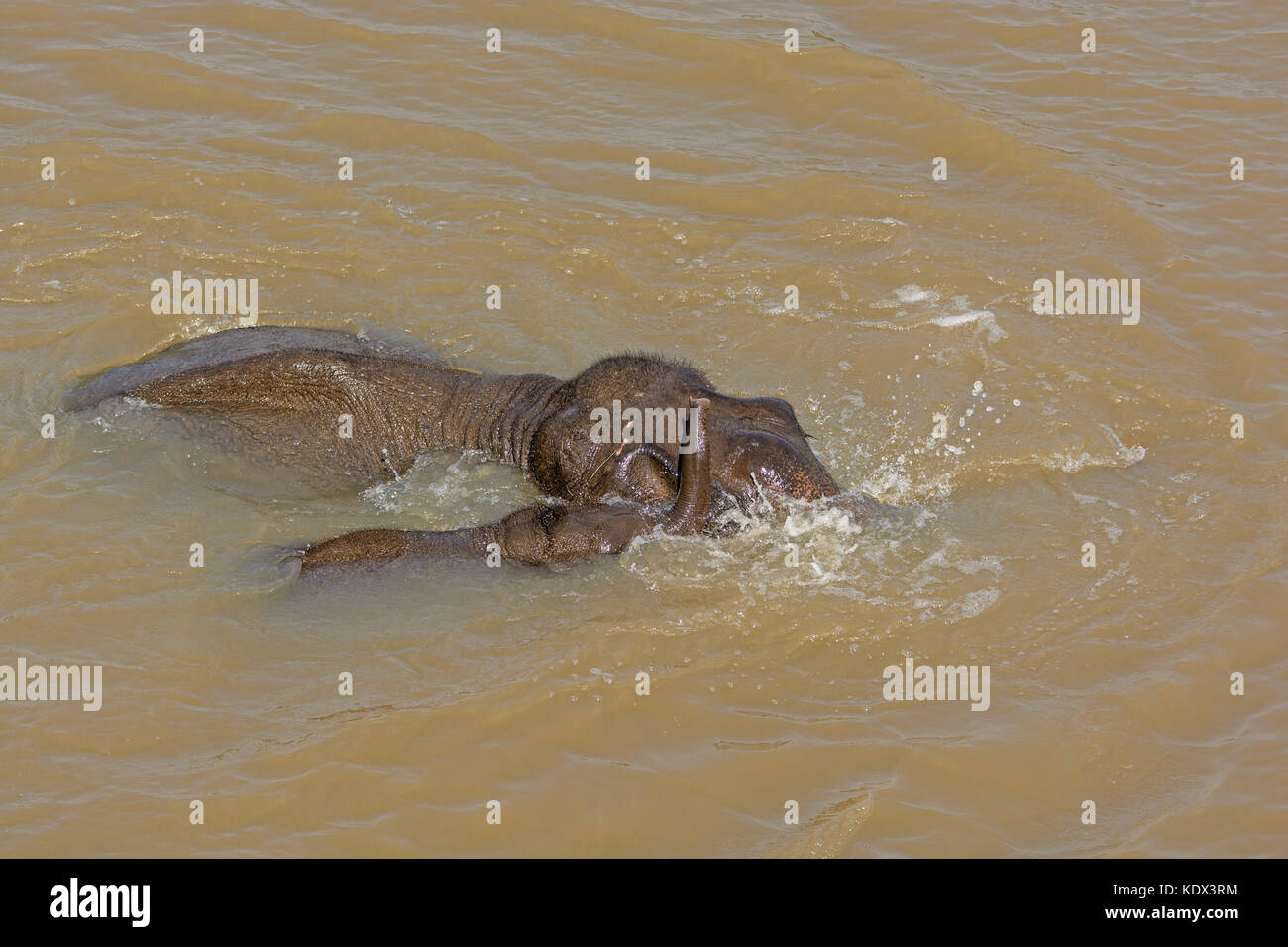 Mother and Baby Elephant Crossing a River in Kaziranga National Park in India Stock Photo