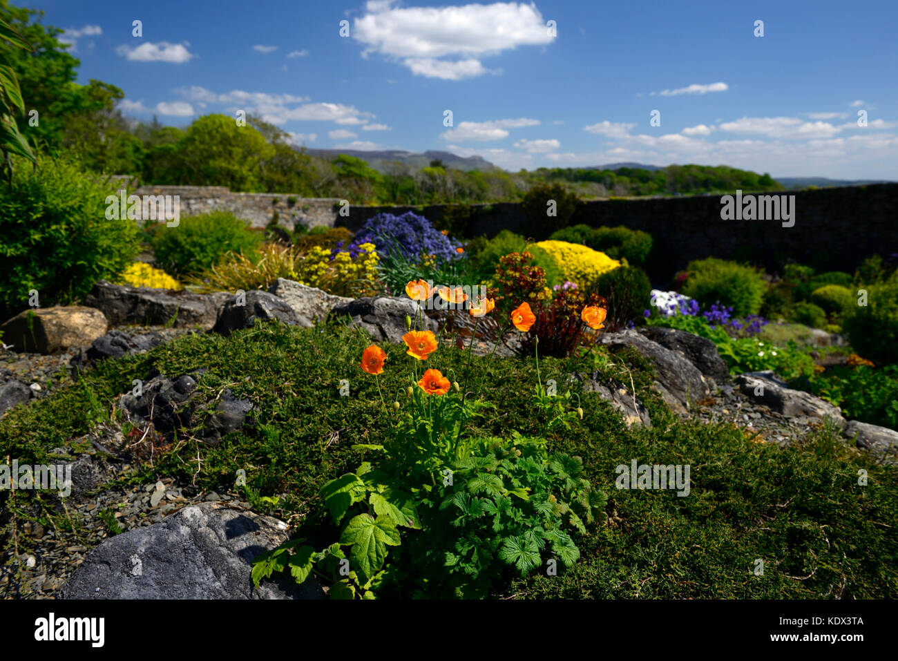 Alpine Gardens, Alpine garden, Walled garden, Lissadell house, neo-classical Greek revivalist style, country house, Wild Atlantic Way, Sligo, Ireland, Stock Photo