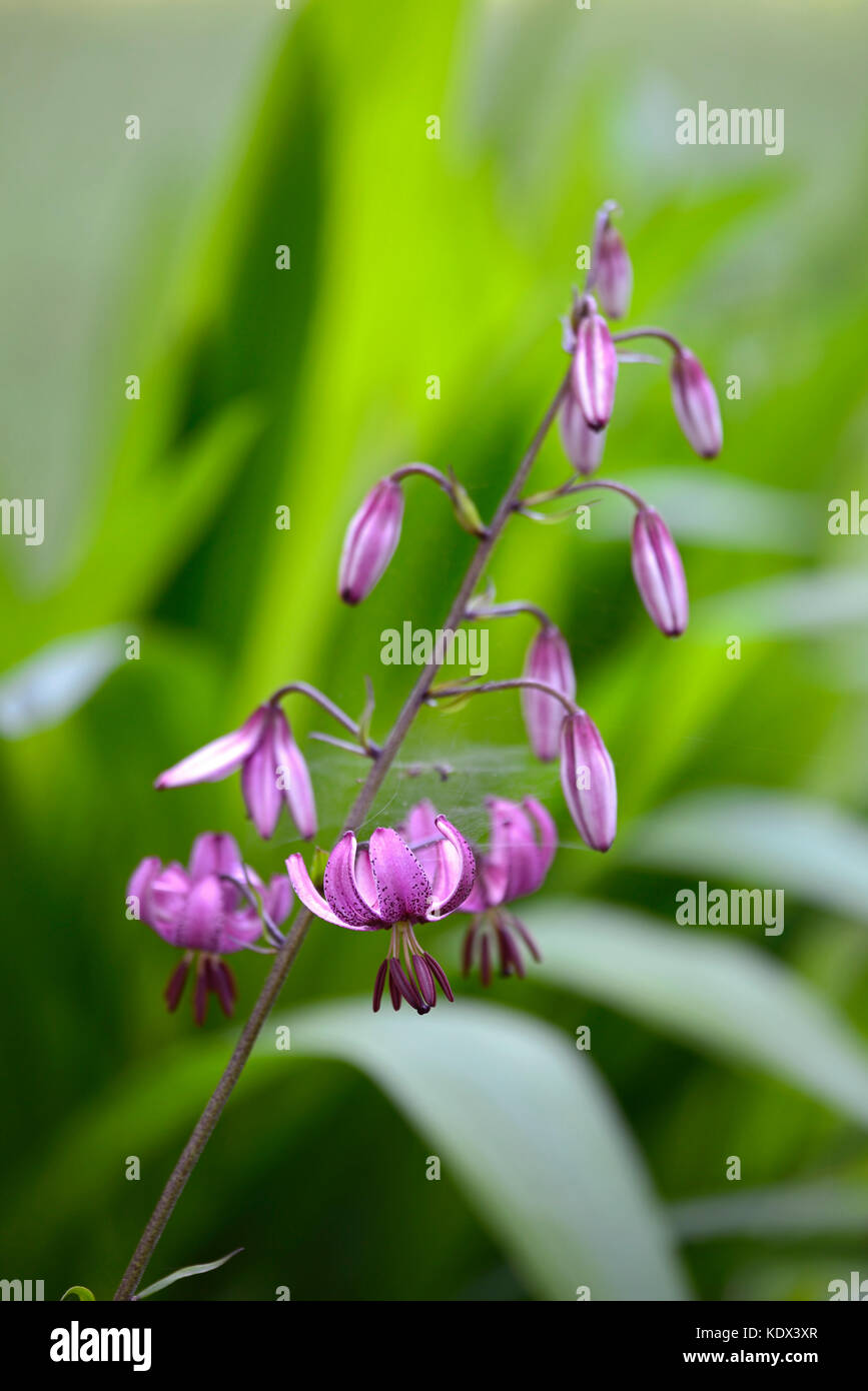 Lilium Martagon, martagon lily, lily, lillies, species, pink, spotted, speckled, flower ,flowers, perennial, shade ,shady,wood, woodland, turks cap ,R Stock Photo