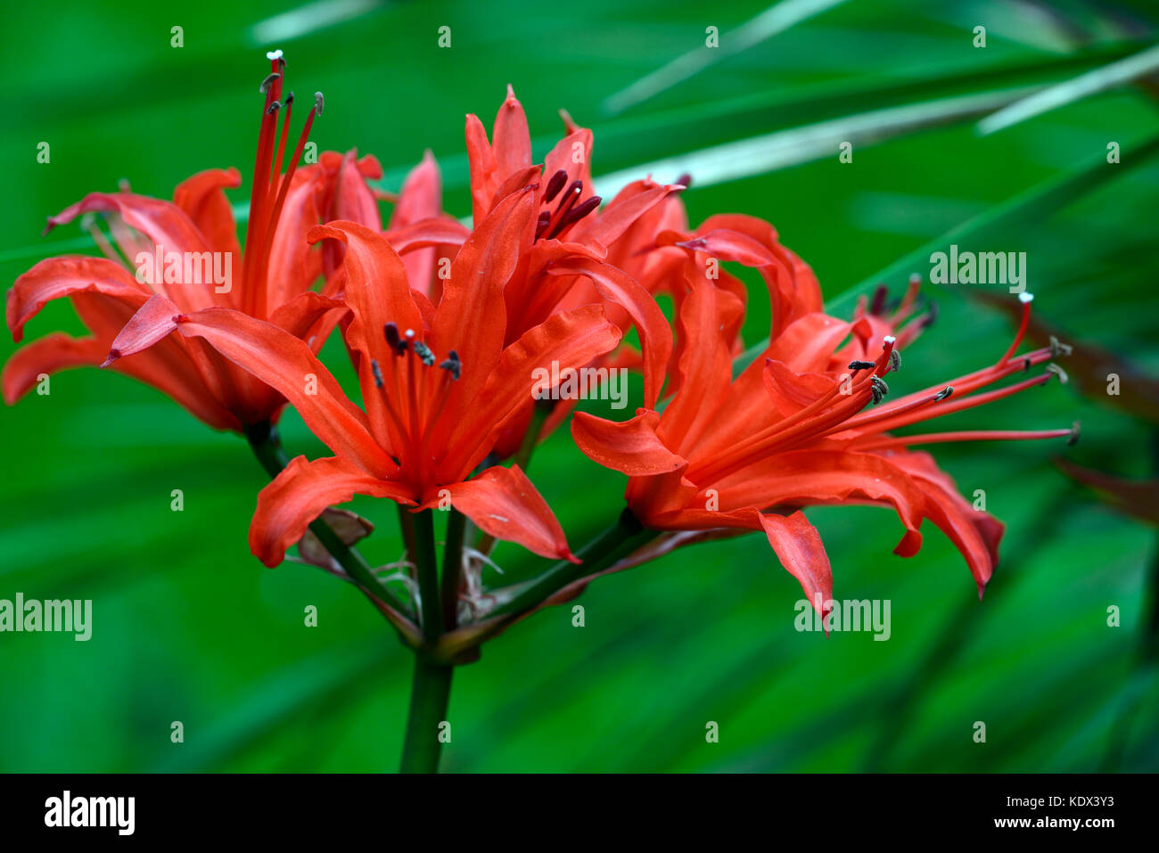 nerine sarniensis,  Guernsey lily, Jersey lily, tender, flowering, bulb, flowers, red, autumn, autumnal, Western Cape, RM Floral Stock Photo
