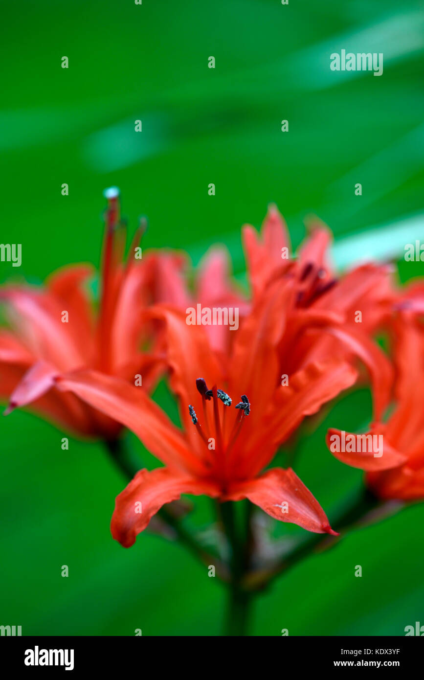 nerine sarniensis,  Guernsey lily, Jersey lily, tender, flowering, bulb, flowers, red, autumn, autumnal, Western Cape, RM Floral Stock Photo