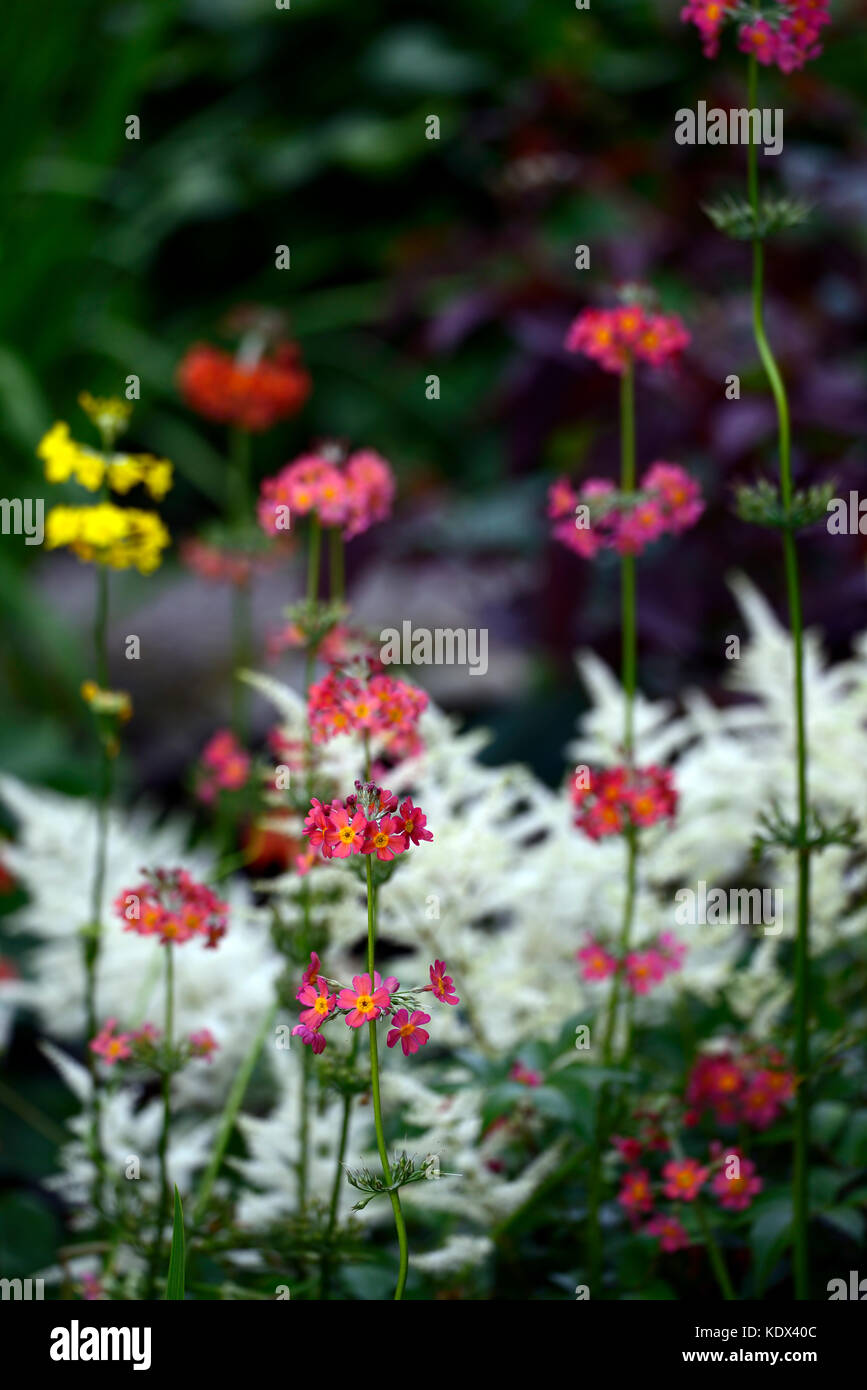 Astilbe chinensis, primula japonica, false goatsbeard, wood, woodland, shade, shady, shaded, perennial, perennials, plant portraits, closeup, white, p Stock Photo