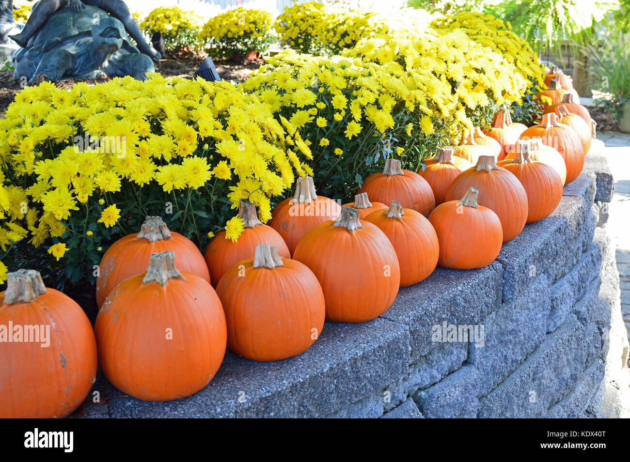 Displayed for the Autumn season, a photo of a decorative arrangement of flowers and pumpkins Stock Photo