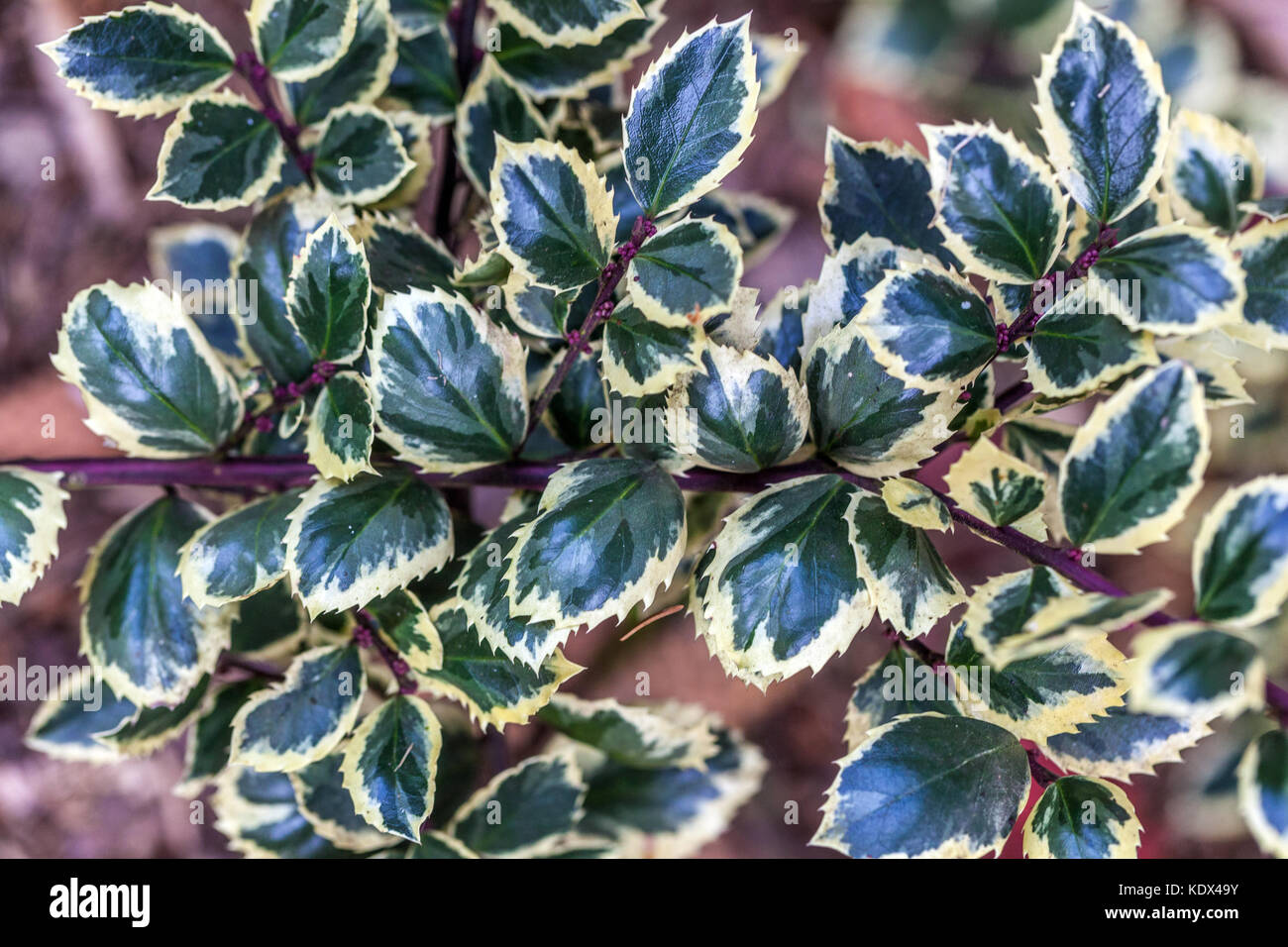 Ilex × meserveae 'Casanova' Blue Holly, Branch, Meserve Holly, Twig, Growing, Meserve Hybrid Holly Stock Photo