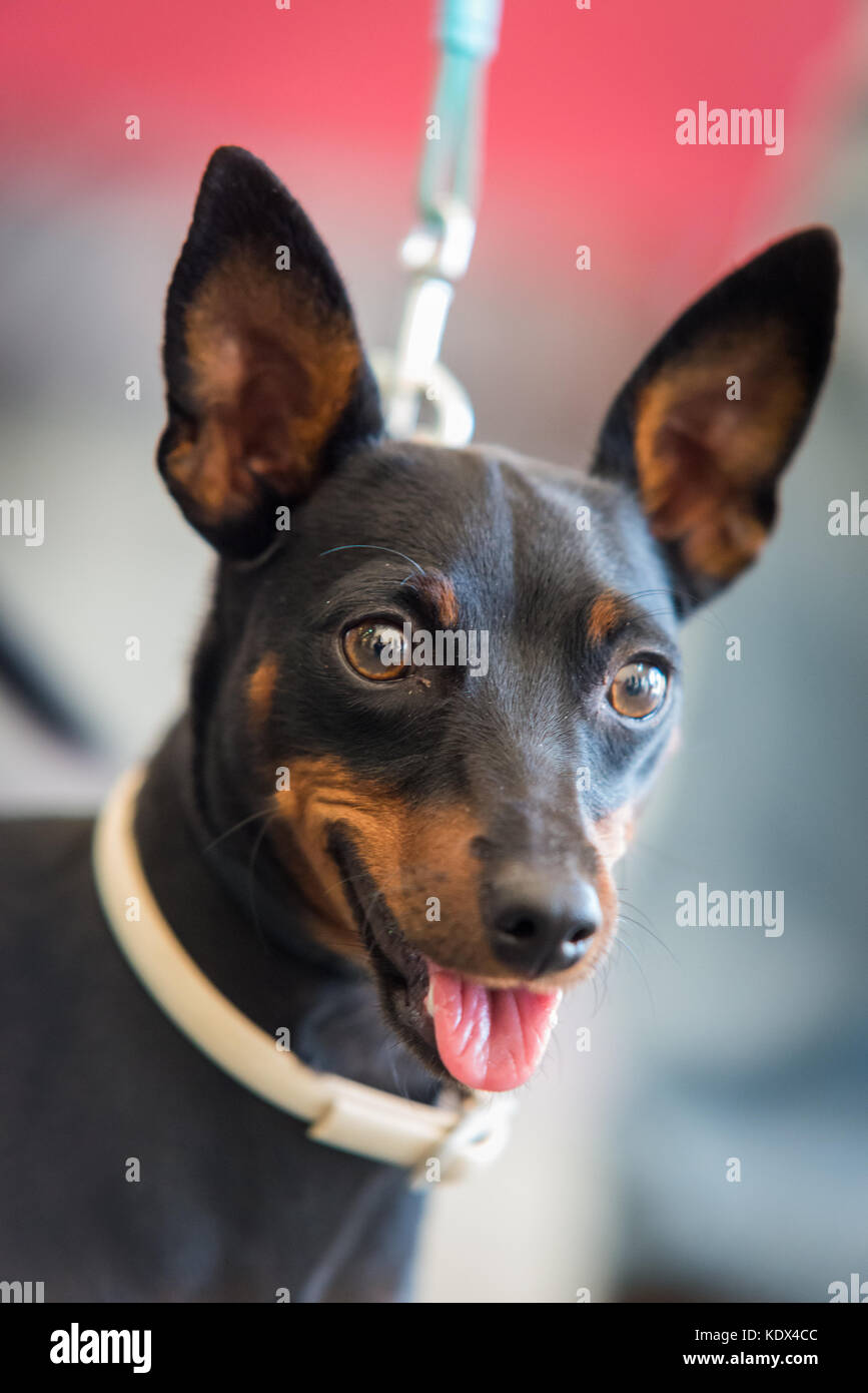 Portrait of miniature pinscher dog. Black pinscher dog Stock Photo
