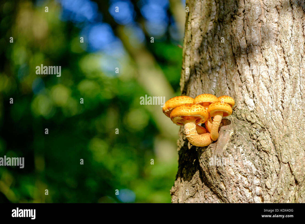 Orange Mushroom on Tree Trunk Stock Photo - Alamy