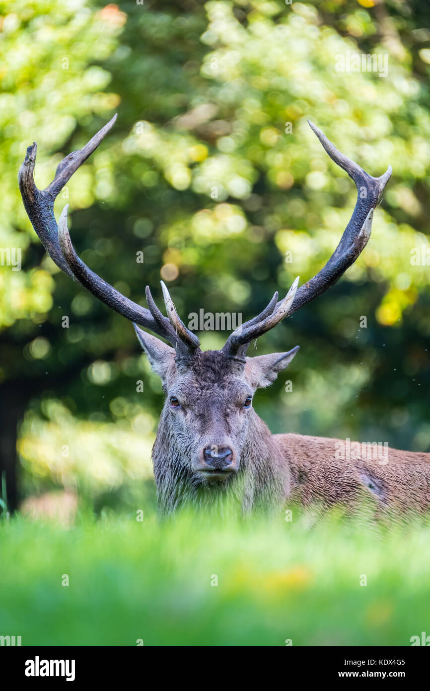 Injured Red Deer Stag Stock Photo