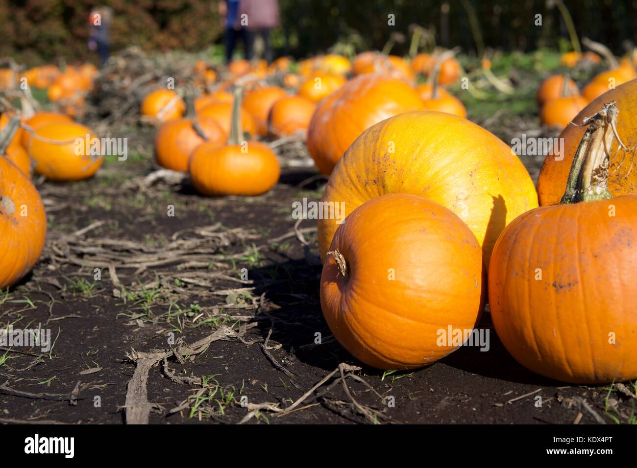 Pumpkin patch. Halloween anticipation. Stock Photo