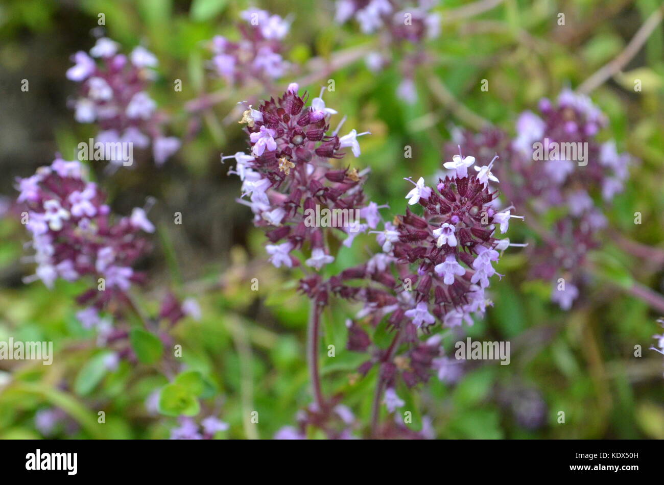 Wild thyme (Thymus serpyllum) medicinal herb closeup Stock Photo Alamy