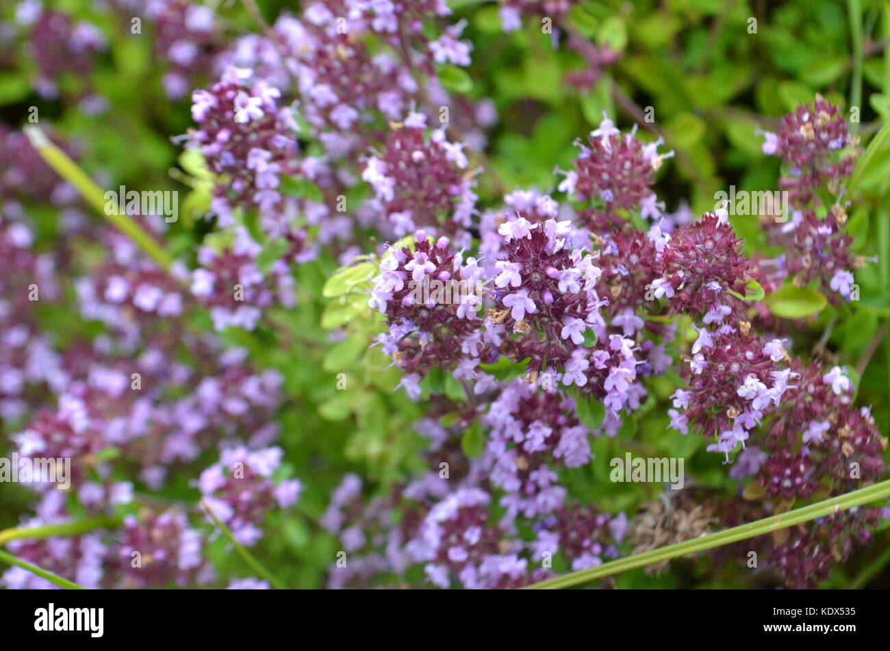 Wild thyme (Thymus serpyllum) medicinal herb closeup Stock Photo Alamy