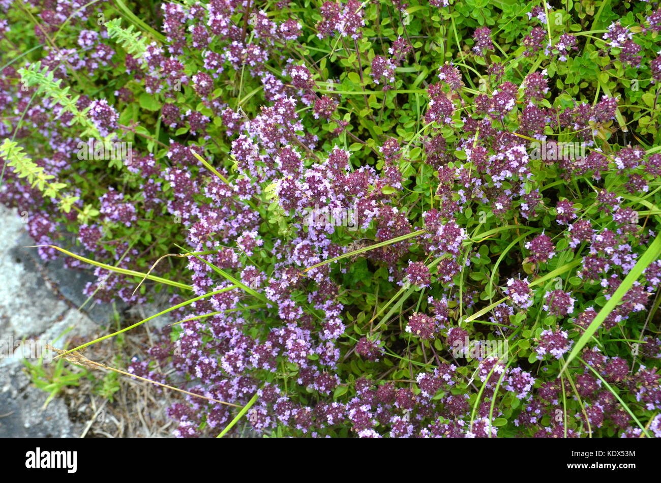 Wild thyme (Thymus serpyllum) medicinal herb closeup Stock Photo Alamy
