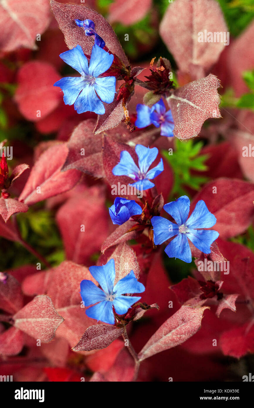 Ceratostigma plumbaginoides in autumn ground cover plants Hardy Blue Plumbago Leadwort Stock Photo
