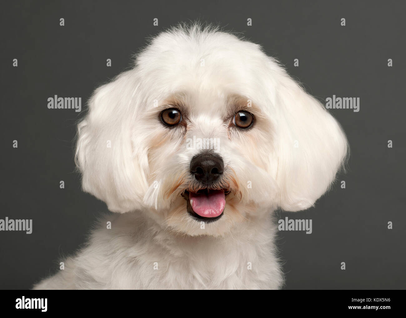 Породы собак мальтийская болонка. Мальтийская болонка мальтезе. Бишон мальтезе. Мальтийская болонка харт. Мальтийская болонка teacup.