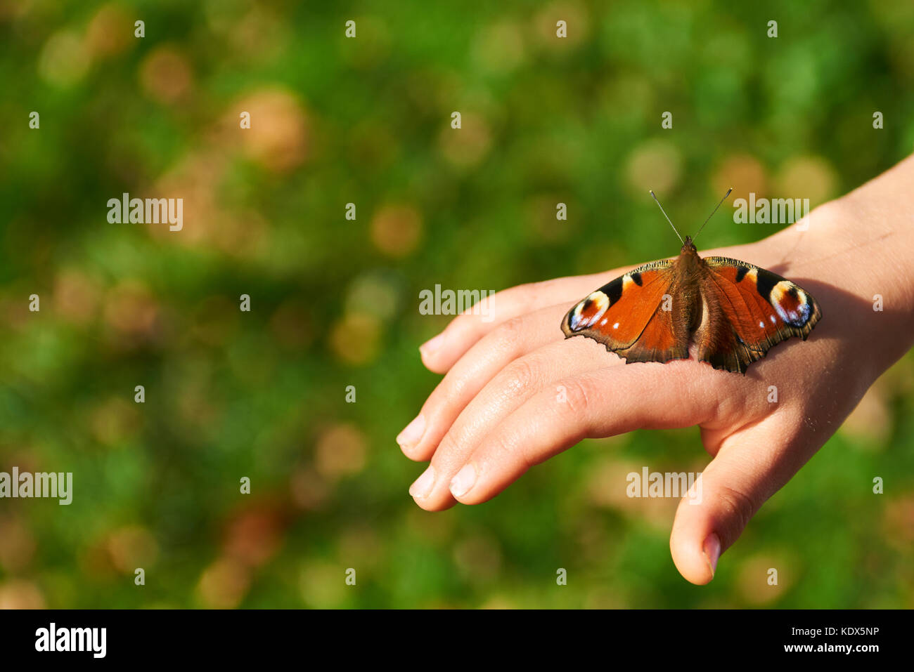 Butterfly, Aglais io, the European peacock, at the hand of a child. Green grass lawn background Stock Photo