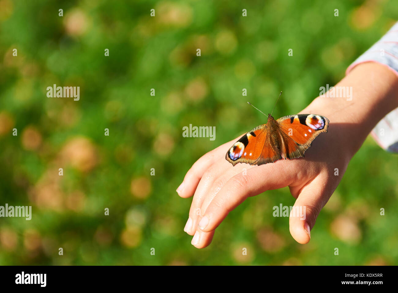 Butterfly, Aglais io, the European peacock, at the hand of a child. Green grass lawn background Stock Photo