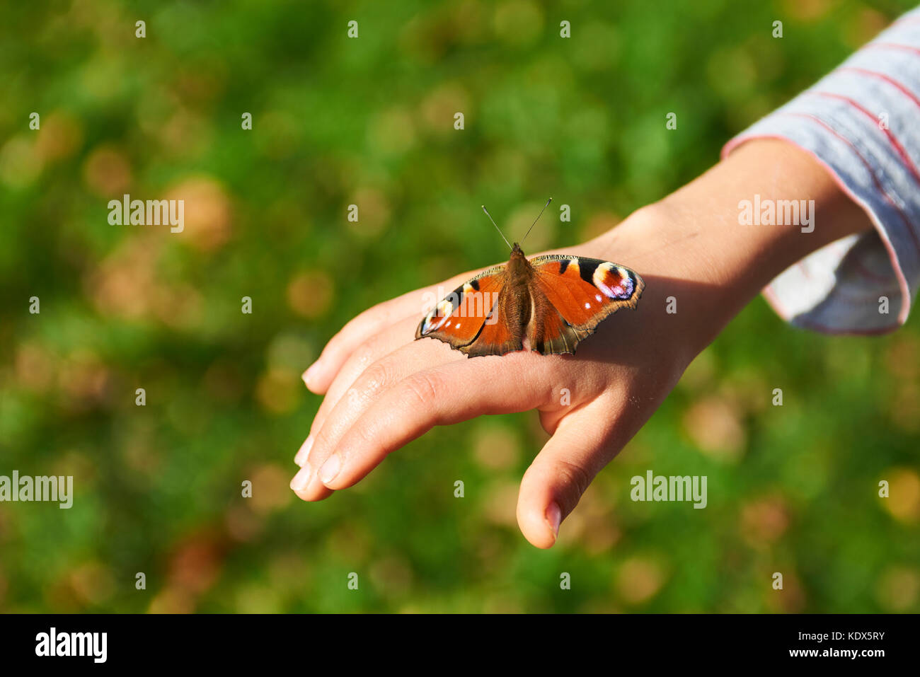 Butterfly, Aglais io, the European peacock, at the hand of a child. Green grass lawn background Stock Photo