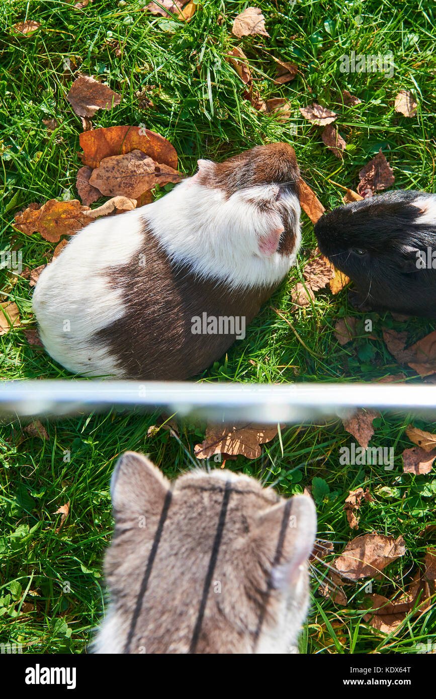 Cat looking at guinea pigs in the enclosure that eats fresh grass. Concept of hunter and prey